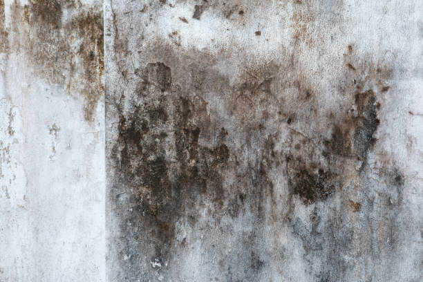 Best Black Mold Removal  in Fredericksburg, TX