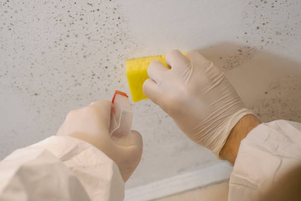 Best Basement Mold Removal  in Fredericksburg, TX