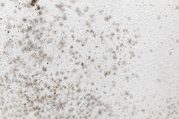 Best Attic Mold Removal  in Fredericksburg, TX