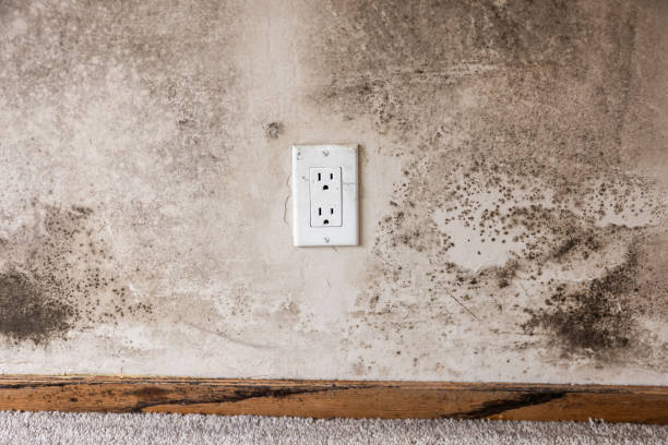 Best Asbestos and Lead Testing During Mold Inspection  in Fredericksburg, TX
