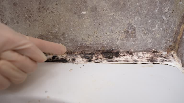 Best Forensic Mold Investigation  in Fredericksburg, TX